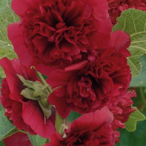 Alcea rosea 'Chater's Double Maroon'