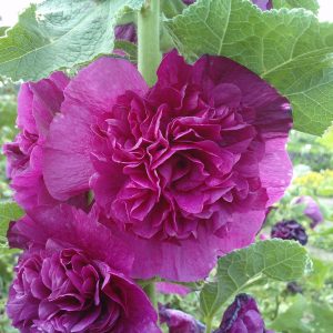 Alcea rosea 'Chater's Double Purple'