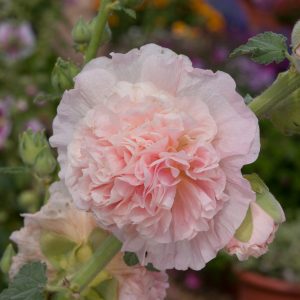 Alcea rosea 'Chater's Double Salmon Pink'
