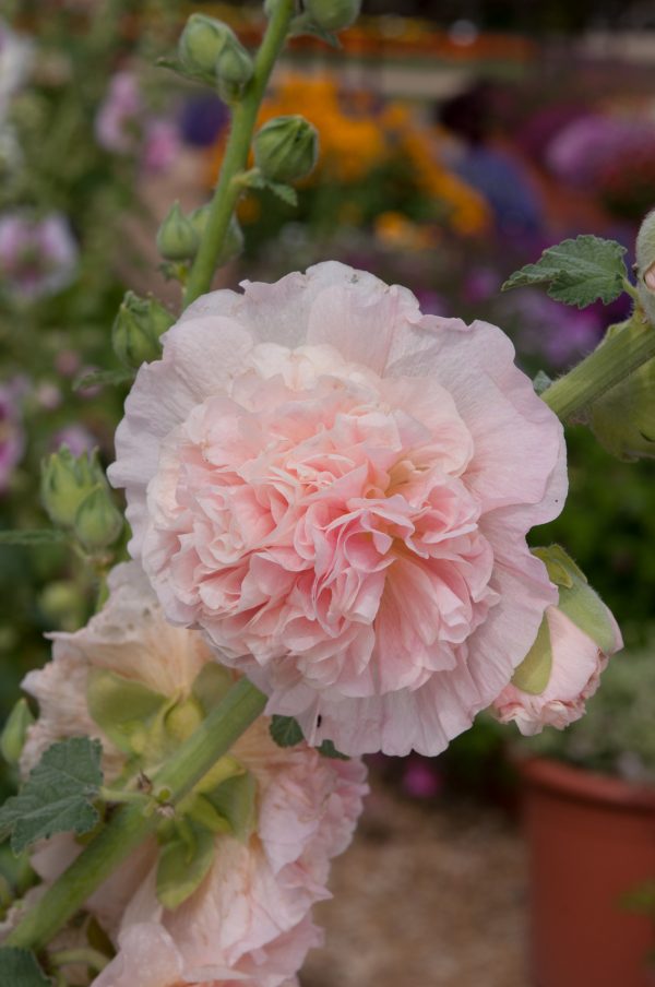 Hollyhock Chaters Double Salmon Pink Alcea rosea 'Chater's Double Salmon Pink'
