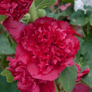 Alcea rosea 'Chater's Double Scarlet'