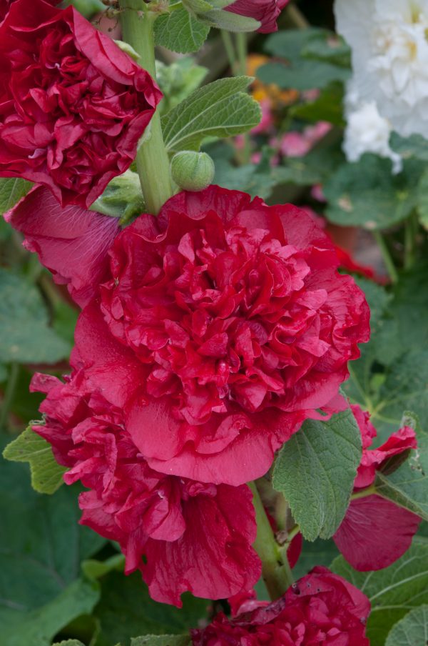 Hollyhock Chaters Double Scarlet Alcea rosea 'Chater's Double Scarlet'