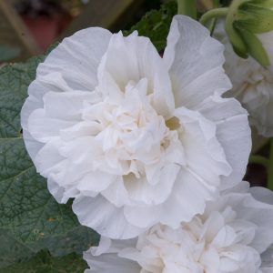 Alcea rosea 'Chater's Double White'