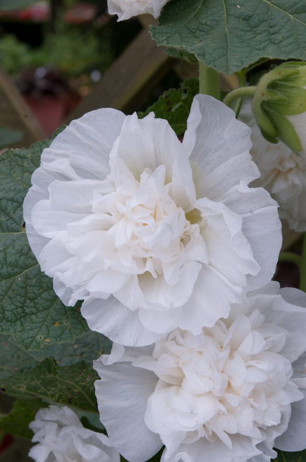 Hollyhock Chaters Double White Alcea rosea 'Chater's Double White'