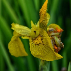 Iris pseudacorus 'Variegata'