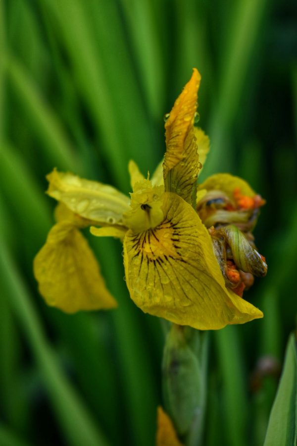 Iris variegata Iris pseudacorus 'Variegata'