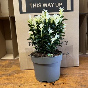 Euonymus japonicus 'Paloma Blanca'