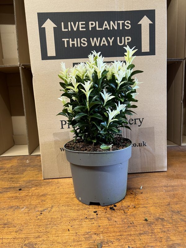 JPEG image 32 Euonymus japonicus 'Paloma Blanca'