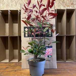 Photinia x fraseri 'Carre Rouge'
