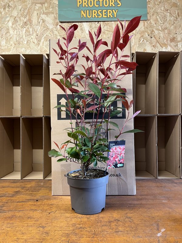 Photinia x fraseri 'Carre Rouge' Photinia x fraseri 'Carre Rouge'