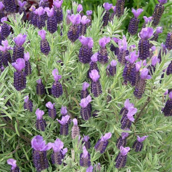 Lavandula 'Devon Compact' Lavandula 'Devon Compact'