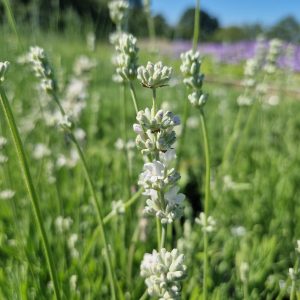 Lavandula angustifolia 'Arctic Snow'