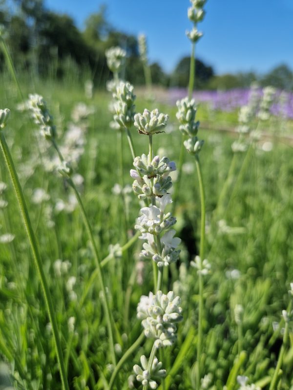 Lavandula angustifolia 'Arctic Snow'