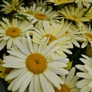 Leucanthemum x superbum 'Banana Cream'