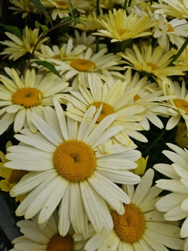 Leucanthemum banana cream Leucanthemum x superbum 'Banana Cream'