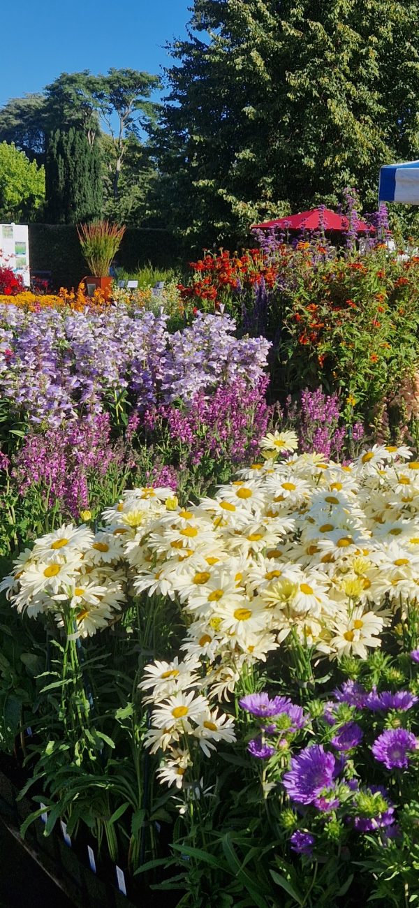 Leucanthemum x superbum 'Banana Cream' Leucanthemum x superbum 'Banana Cream'