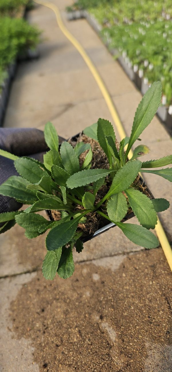 Leucanthemum-x-superbum-Sante-2-scaled Leucanthemum x superbum 'Sante'