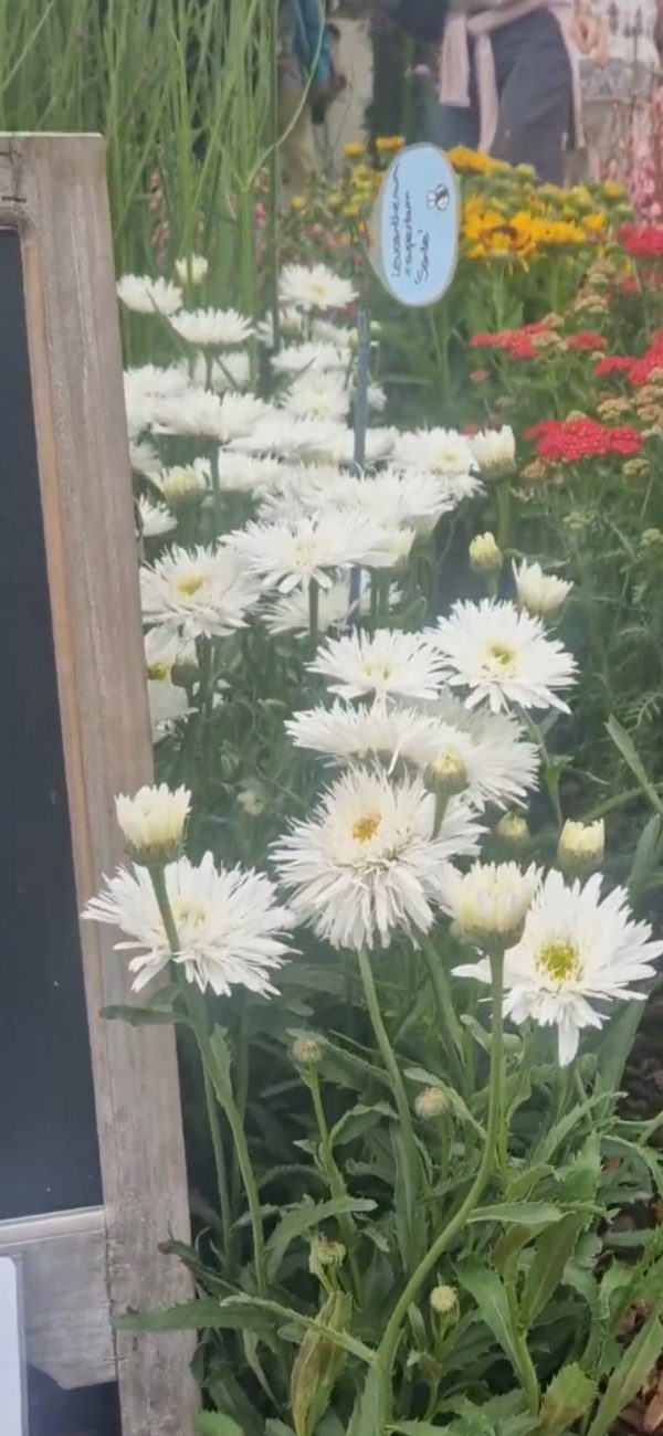 Leucanthemum x superbum 'Sante' Leucanthemum x superbum 'Sante'