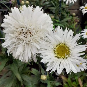 Leucanthemum x superbum 'Sante'