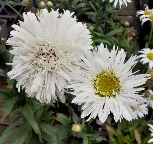 Leucanthemum x superbum 'Sante' | Proctors Nursery