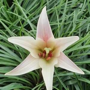 Lilium formosanum var pricei