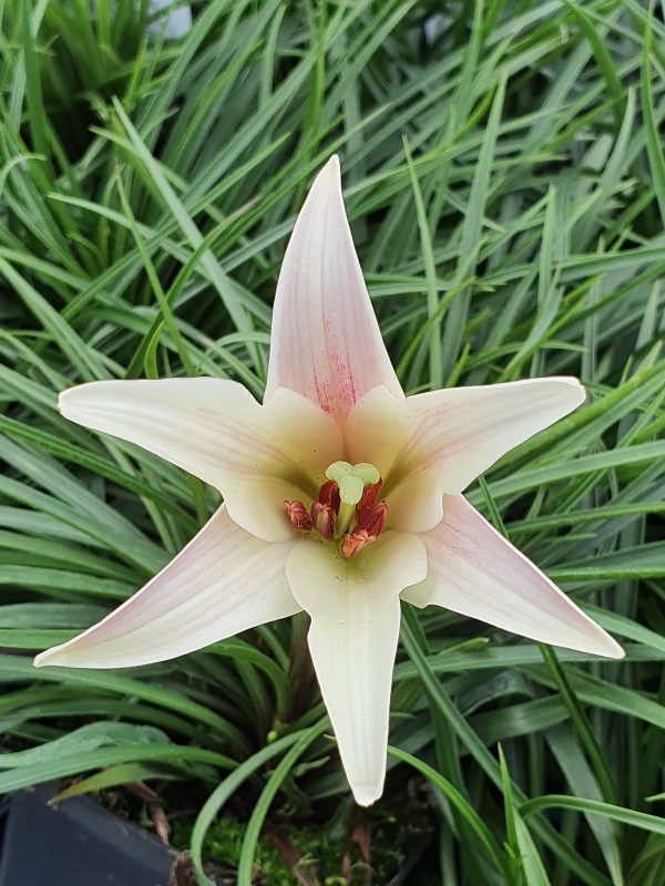Lilium formosanum var pricei