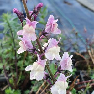 Linaria 'Dial Park'