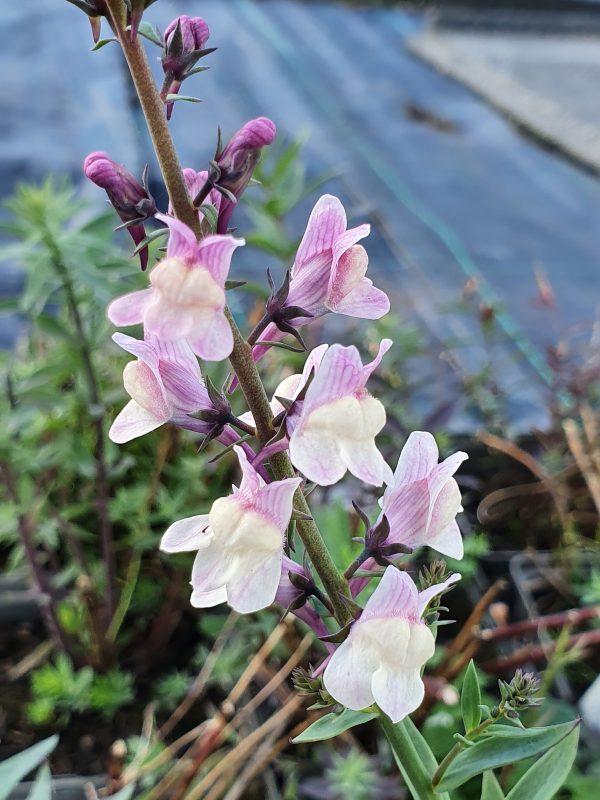Linaria 'Dial Park' Linaria 'Dial Park'