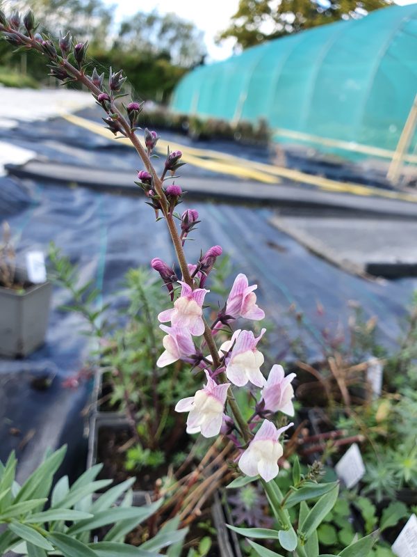 Linaria 'Dial Park'2