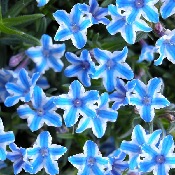 Lithodora Blue Star Lithodora diffusa 'Blue Star'