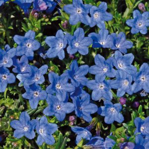 Lithodora diffusa 'Grace Ward'