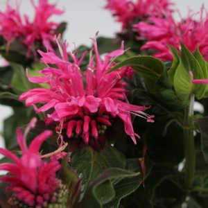 Monarda 'Cranberry Lace'