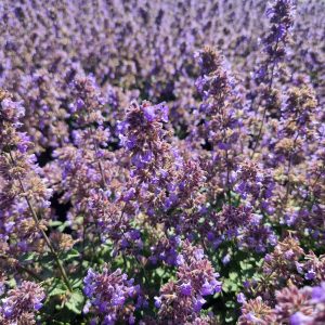 Nepeta faassenii 'Purrsian Blue'
