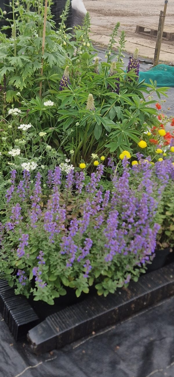 Nepeta faassenii 'Purrsian Blue' Nepeta faassenii 'Purrsian Blue'