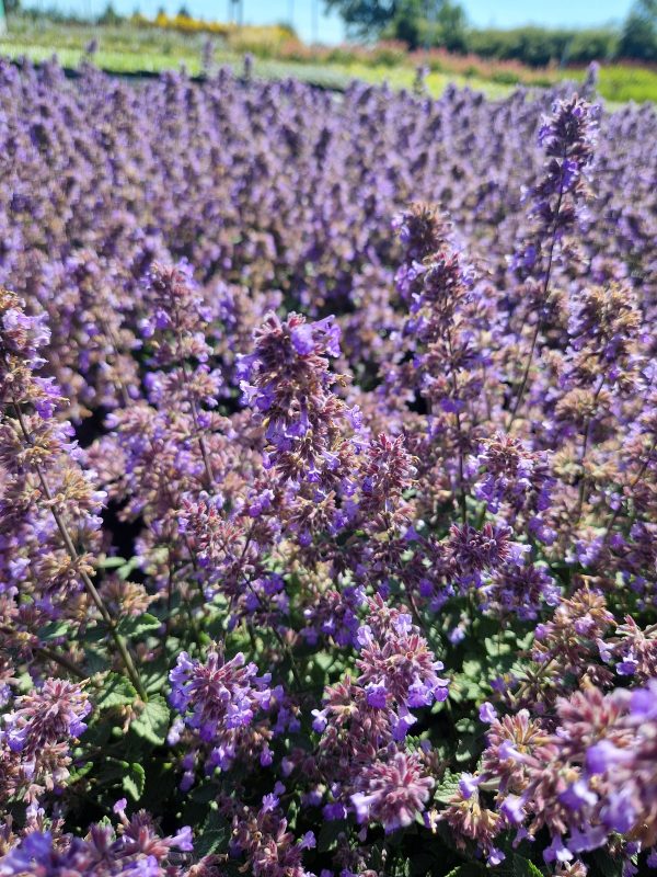 Nepeta faassenii 'Purrsian Blue' Nepeta faassenii 'Purrsian Blue'