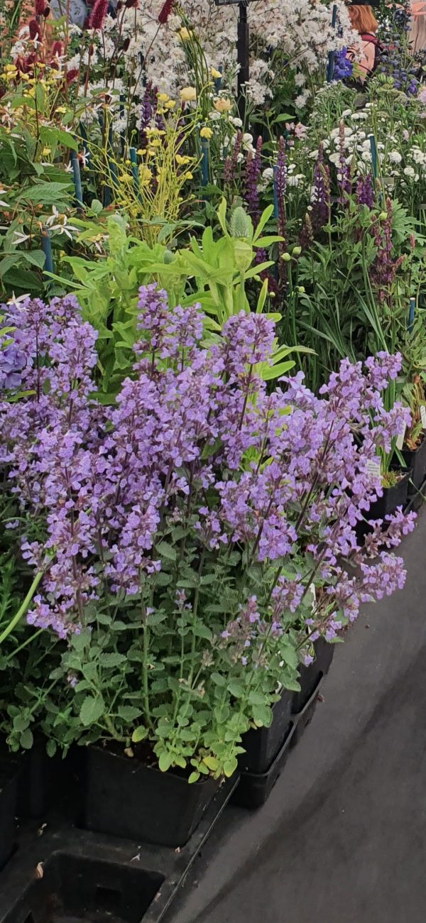 Nepeta faassenii 'Purrsian Blue'3 Nepeta faassenii 'Purrsian Blue'