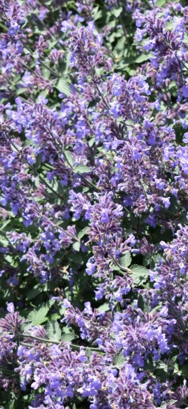Nepeta grandiflora 'Summer Magic'