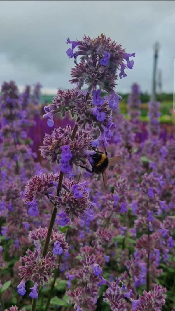 Nepeta grandiflora 'Summer Magic'