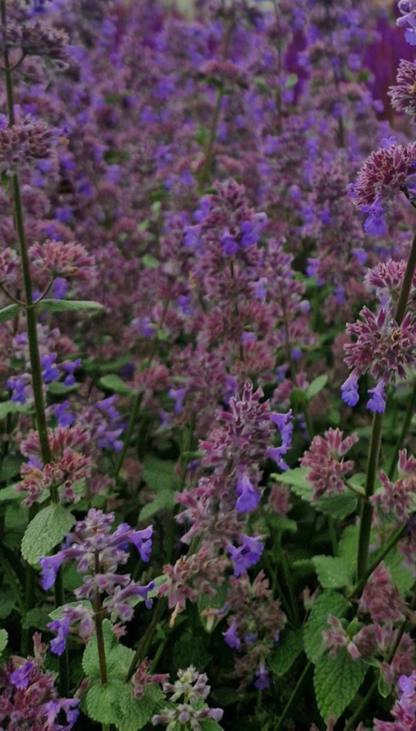 Nepeta grandiflora 'Summer Magic'