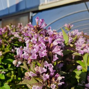 Nepeta subsessilis 'Pink Dreams'