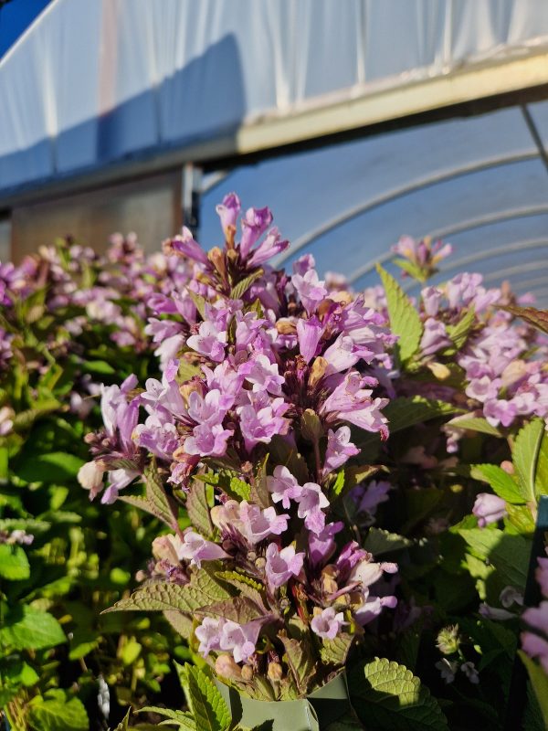 Nepeta pink dreams Nepeta subsessilis 'Pink Dreams'