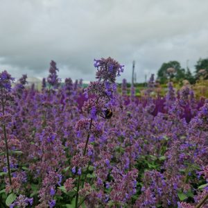 Nepeta grandiflora 'Summer Magic'