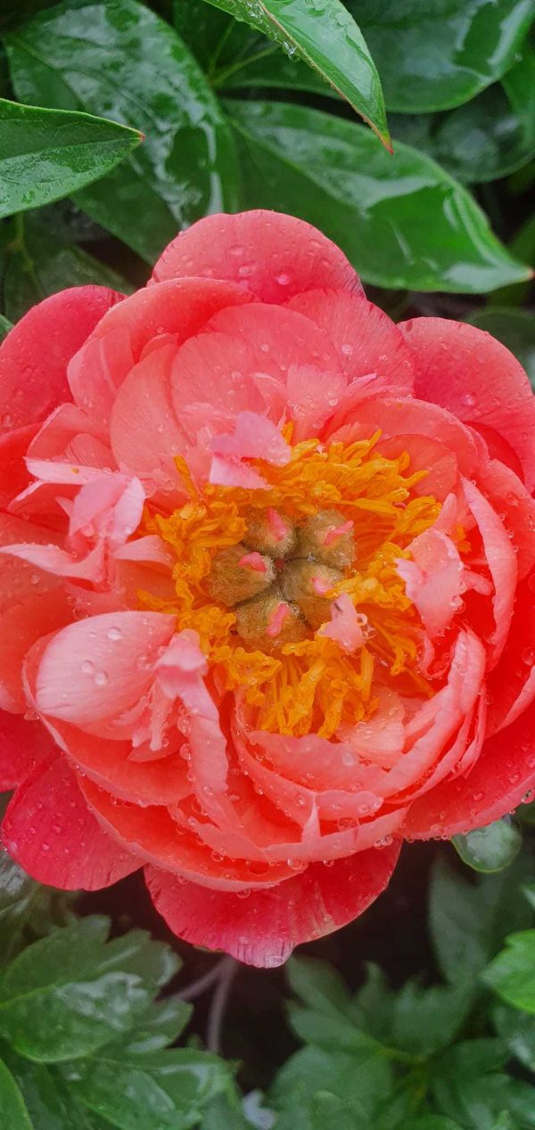 Paeonia Coral Sunset Paeonia 'Coral Sunset'