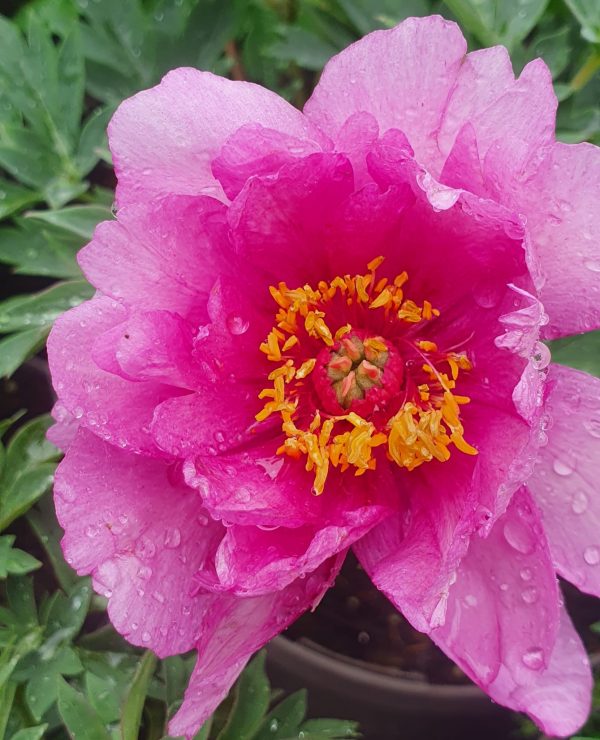 Paeonia First Arrival