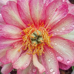 Paeonia 'Julia Rose'