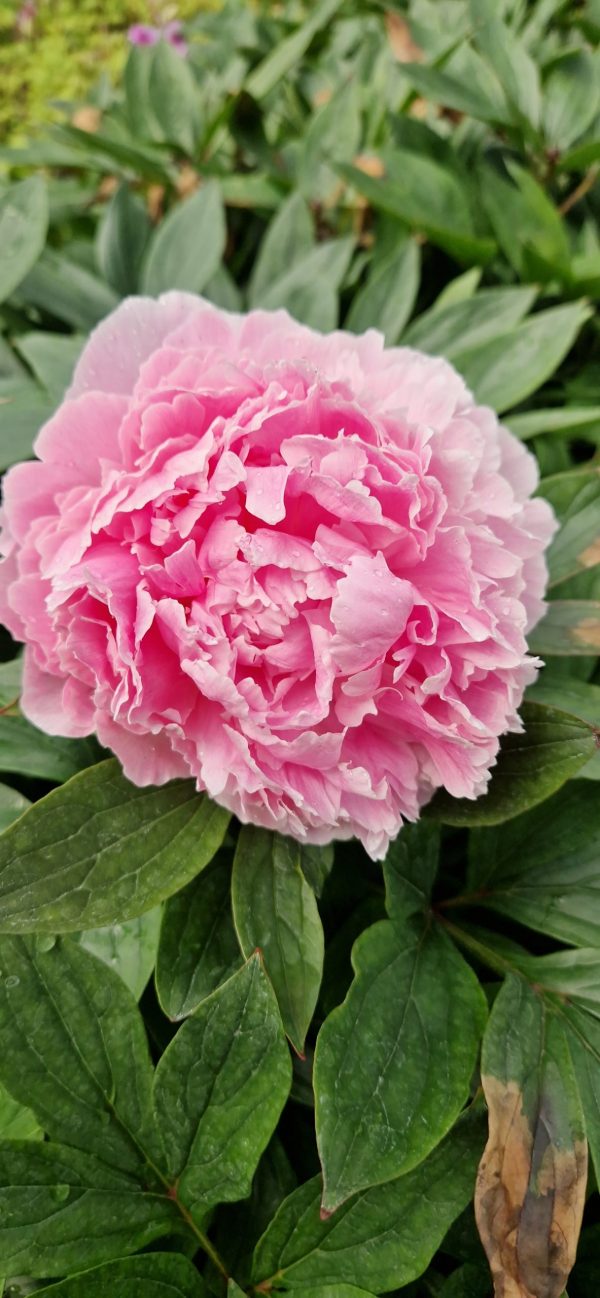 Paeonia lactiflora 'Sarah Bernhardt' Paeonia lactiflora 'Sarah Bernhardt'