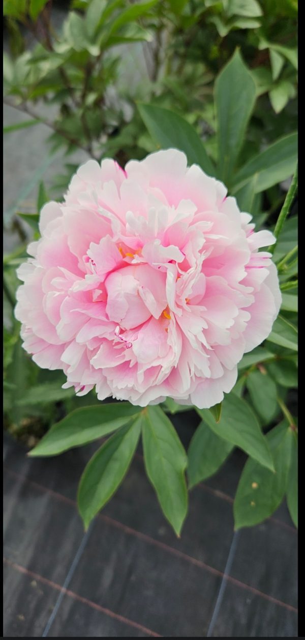 Paeonia lactiflora 'Sarah Bernhardt'