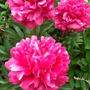 Paeonia 'Red Sarah Bernhardt'