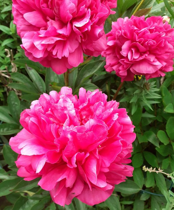 Paeonia 'Red Sarah Bernhardt' | Shop Paeonia | Proctors Nursery