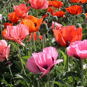 Papaver orientale 'Pizzicato'